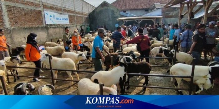 Banyak Dikonsumsi Saat Idul Adha, Ini Sederet Manfaat Daging Kambing ... Takaran Aman Konsumsi Daging Kambing saat Idul Adha untuk Cegah Kolesterol