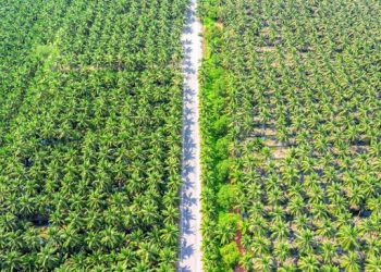 Direktur SGRO Serentak Mundur Usai Dikuasai Raksasa Korea