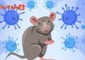 Tiga Kasus Hantavirus di Jakarta, Enam Suspek Masih Dalam Pemantauan