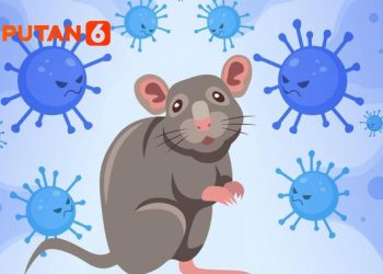 Tiga Kasus Hantavirus di Jakarta, Enam Suspek Masih Dalam Pemantauan