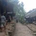 Babi Hutan dan Monyet Mengganggu Ladang Petani Badui