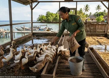 Inovasi Kandang Bebek Ubah Sampah Organik Menjadi Pakan Ternak di Kepulauan Seribu
