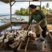 Inovasi Kandang Bebek Ubah Sampah Organik Menjadi Pakan Ternak di Kepulauan Seribu