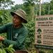 Petani Kaltim Kembangkan Kopi Berkelanjutan di Hutan Lindung