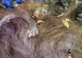 Nasib Orangutan Saat Kebakaran Hutan di Kalimantan