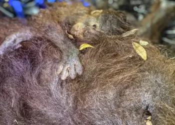 Nasib Orangutan Saat Kebakaran Hutan di Kalimantan
