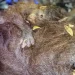 Nasib Orangutan Saat Kebakaran Hutan di Kalimantan