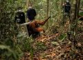 8 Orangutan Ditranslokasi ke Hutan Lindung Ketapang untuk Cegah Karhutla