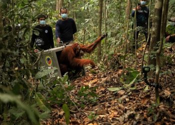 8 Orangutan Ditranslokasi ke Hutan Lindung Ketapang untuk Cegah Karhutla