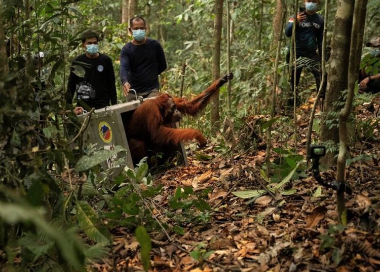 8 Orangutan Ditranslokasi ke Hutan Lindung Ketapang untuk Cegah Karhutla